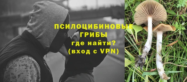 прущие грибы Вяземский