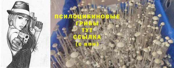 прущие грибы Вяземский